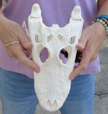  Real Florida Alligator Skull, 11 inches, for $95