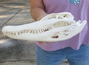  Real Florida Alligator Skull, 11 inches, for $95