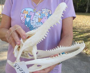  Real Florida Alligator Skull, 12-1/2 inches, for $110