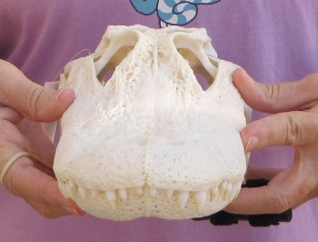  Real Florida Alligator Skull, 12-1/2 inches, for $110