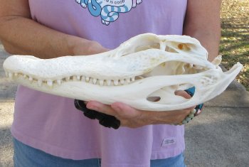  Real Florida Alligator Skull, 12-1/2 inches, for $110