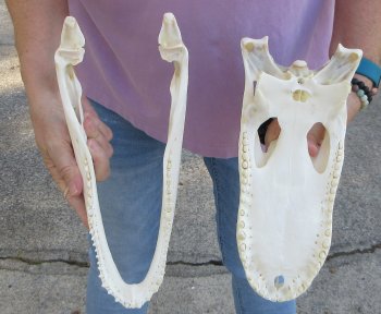  Real Florida Alligator Skull, 12-1/2 inches, for $110