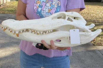  Real Florida Alligator Skull, 21-1/2 inches, for $295