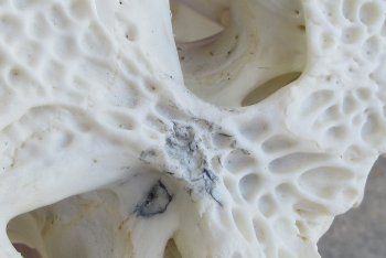  Real Florida Alligator Skull, 21-1/2 inches, for $295