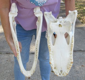  Real Florida Alligator Skull, 21-1/2 inches, for $295