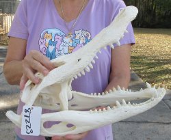  Real Florida Alligator Skull, 16-3/4 inches, for $165