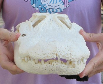  Real Florida Alligator Skull, 16-3/4 inches, for $165