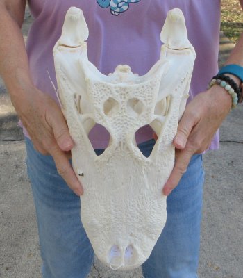  Real Florida Alligator Skull, 16-3/4 inches, for $165