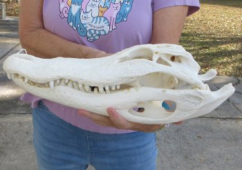  Real Florida Alligator Skull, 16-3/4 inches, for $165