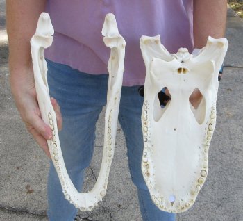  Real Florida Alligator Skull, 16-3/4 inches, for $165
