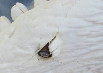  Real Florida Alligator Skull, 16-3/4 inches, for $165