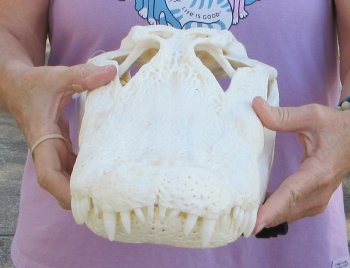  Real Florida Alligator Skull, 17 inches, for $180