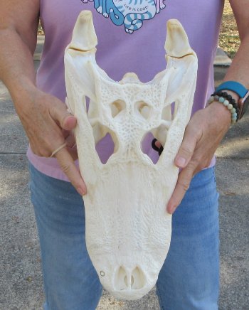  Real Florida Alligator Skull, 17 inches, for $180