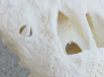  Real Florida Alligator Skull, 17 inches, for $180