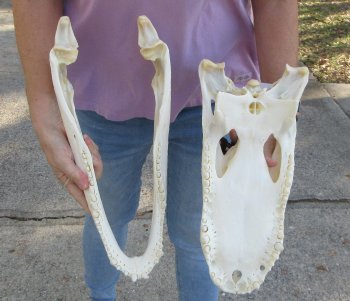  Real Florida Alligator Skull, 17 inches, for $180