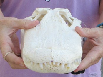 B-Grade Real Florida Alligator Skull, 14 inches, for $120
