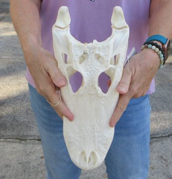 B-Grade Real Florida Alligator Skull, 14 inches, for $120