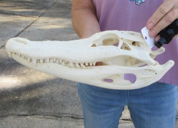 B-Grade Real Florida Alligator Skull, 14 inches, for $120