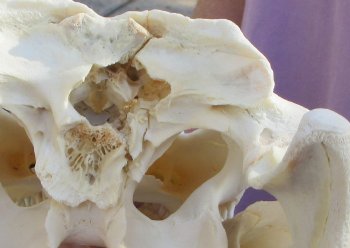 B-Grade Real Florida Alligator Skull, 14 inches, for $120