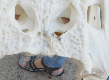 B-Grade Real Florida Alligator Skull, 14 inches, for $120