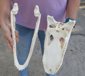 B-Grade Real Florida Alligator Skull, 14 inches, for $120