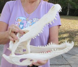 B-Grade Real Florida Alligator Skull, 15 inches, for $140