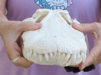 B-Grade Real Florida Alligator Skull, 15 inches, for $140