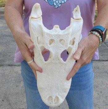 B-Grade Real Florida Alligator Skull, 15 inches, for $140