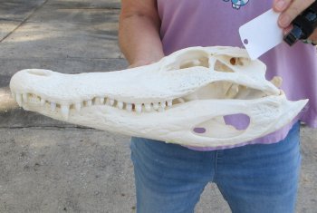 B-Grade Real Florida Alligator Skull, 15 inches, for $140