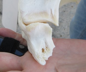 B-Grade Real Florida Alligator Skull, 15 inches, for $140