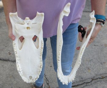 B-Grade Real Florida Alligator Skull, 15 inches, for $140