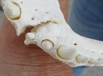 B-Grade Real Florida Alligator Skull, 15 inches, for $140