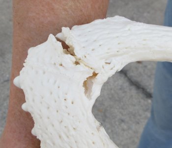 B-Grade Real Florida Alligator Skull, 15 inches, for $140