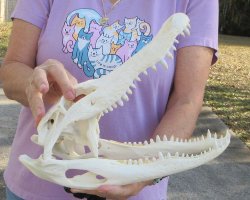  Real Florida Alligator Skull, 13 inches, for $120
