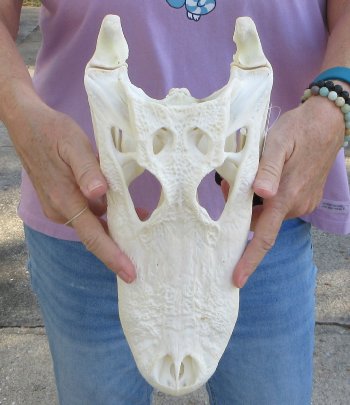  Real Florida Alligator Skull, 13 inches, for $120