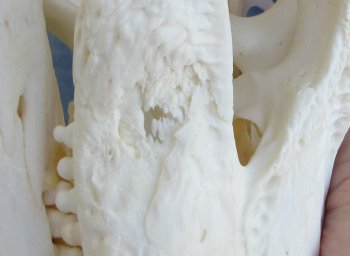  Real Florida Alligator Skull, 13 inches, for $120