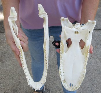  Real Florida Alligator Skull, 13 inches, for $120