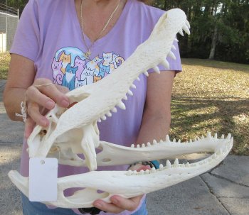  Real Florida Alligator Skull, 16 inches, for $165