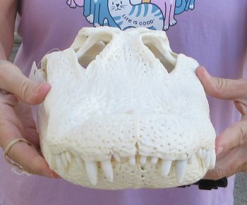  Real Florida Alligator Skull, 16 inches, for $165