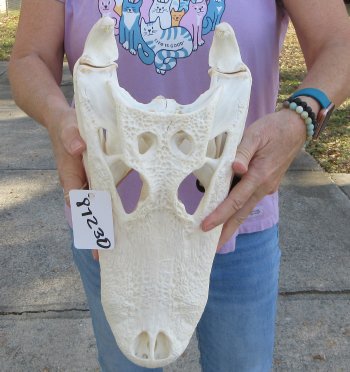  Real Florida Alligator Skull, 16 inches, for $165