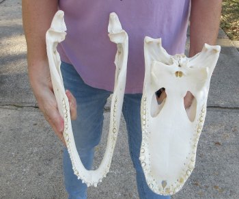  Real Florida Alligator Skull, 16 inches, for $165