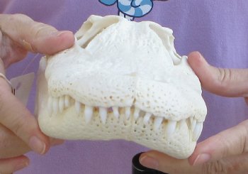  Real Florida Alligator Skull, 11 inches, for $95