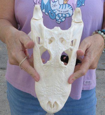  Real Florida Alligator Skull, 11 inches, for $95