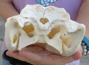  Real Florida Alligator Skull, 11 inches, for $95