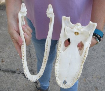  Real Florida Alligator Skull, 11 inches, for $95