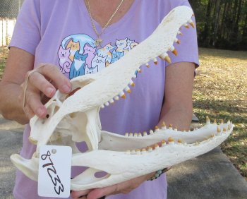  Real Florida Alligator Skull, 13-3/4 inches, for $120