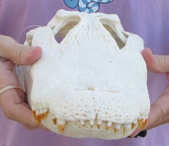  Real Florida Alligator Skull, 13-3/4 inches, for $120