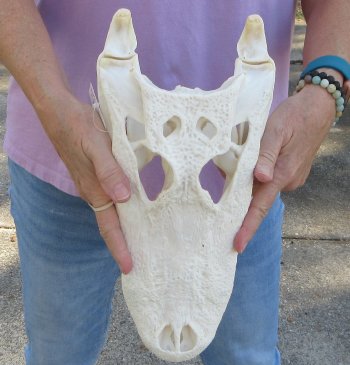 Real Florida Alligator Skull, 13-3/4 inches, for $120