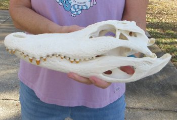  Real Florida Alligator Skull, 13-3/4 inches, for $120