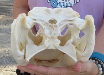  Real Florida Alligator Skull, 13-3/4 inches, for $120